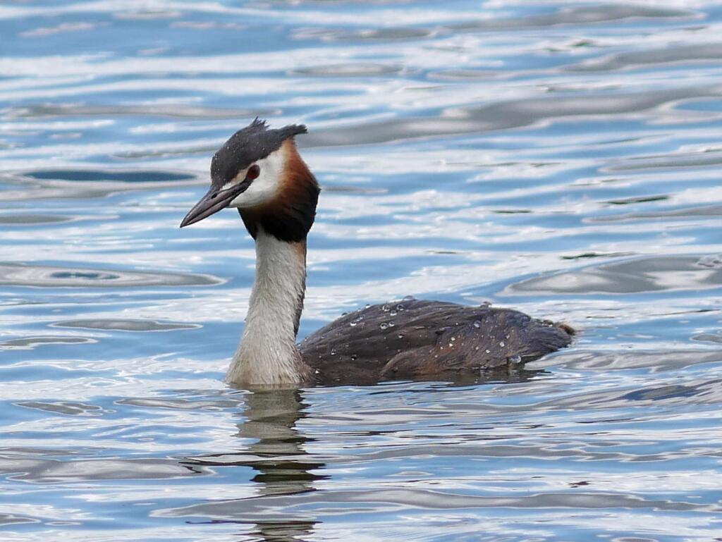 Vogelinsel Altmühlsee und Wolframs-Eschenbach