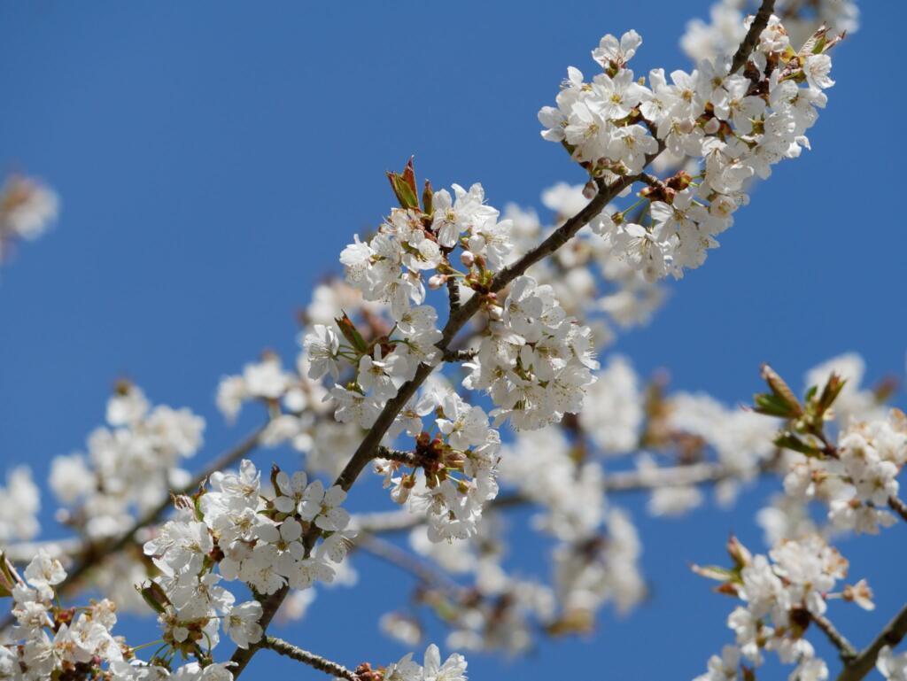Kirschblüte am Großen Brombachsee