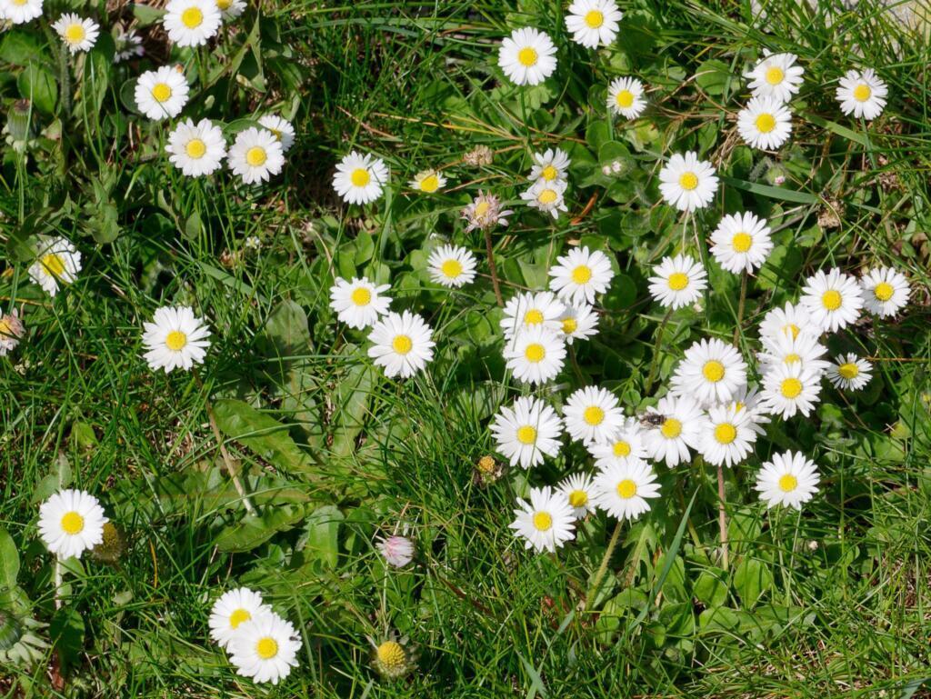 Blütenpracht im April