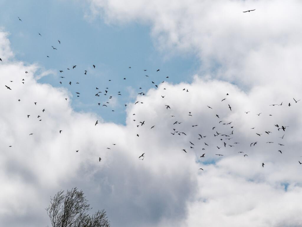 Vogelinsel im Altmühlsee