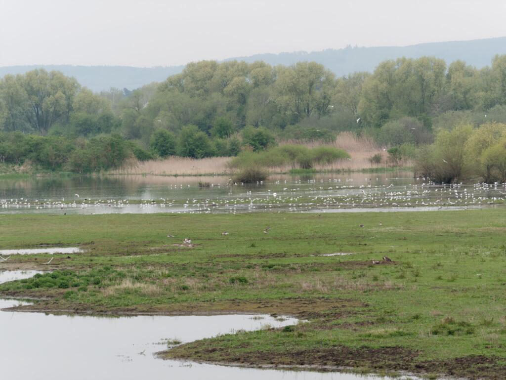 Brutzeit auf der Vogelinsel