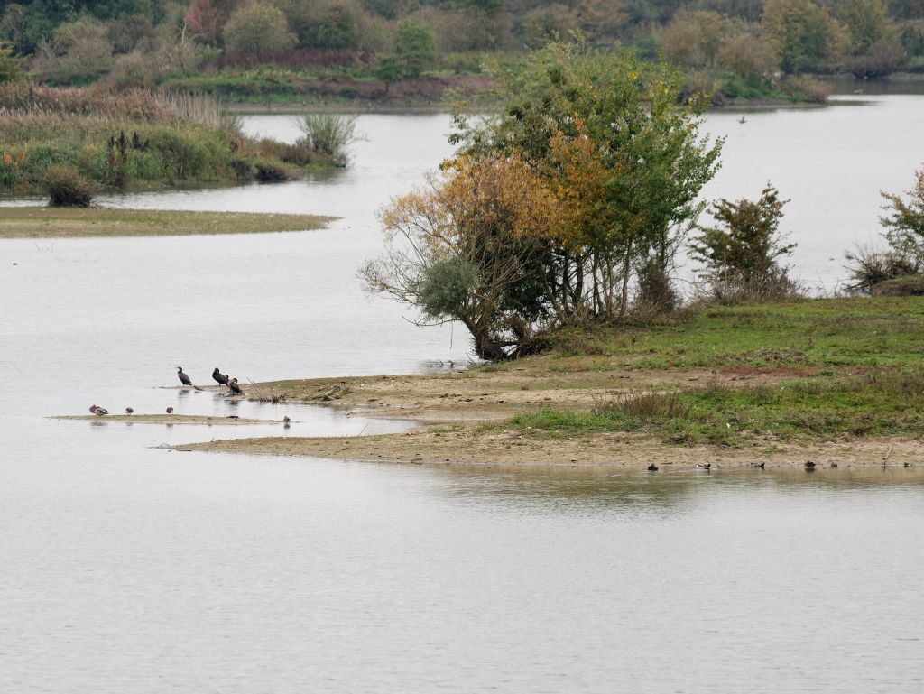 Vogelinsel im Herbst