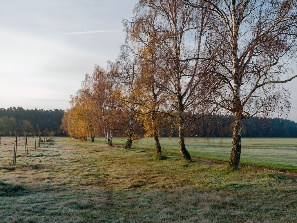 Morgenspaziergang im ersten Frost