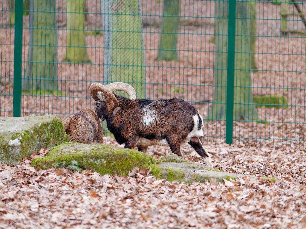 Wildpark Schweinfurt