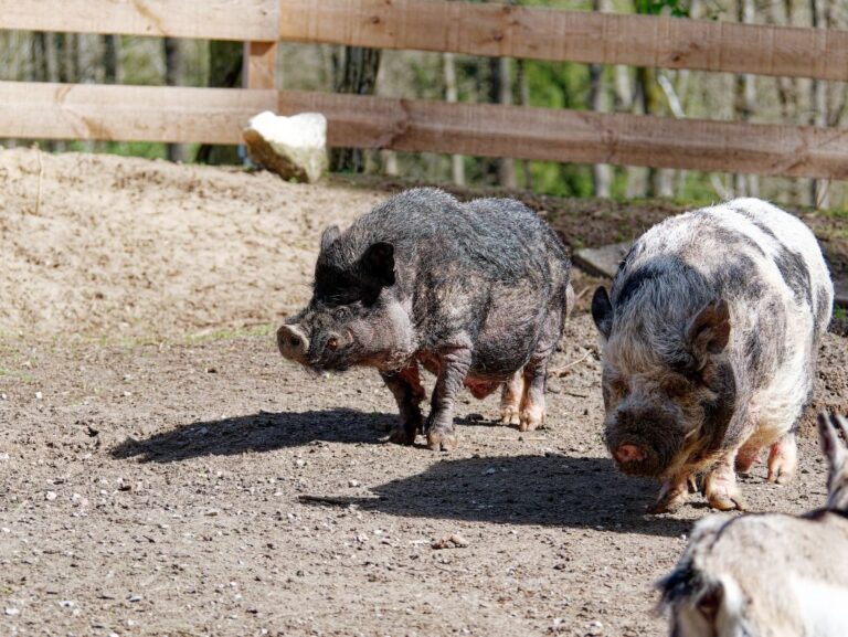 Vogel- und Tierpark Abensberg